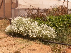 שתילי פרחים אורגניים