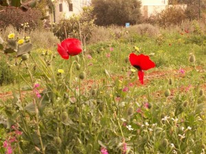 שתילי פרג