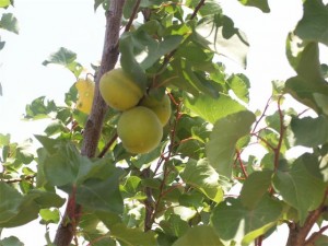 עצי פרי אורגניים