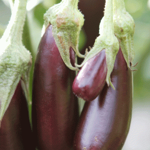 חצילים אצבעות אורגניים
