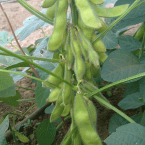 אדממה אורגני מתן הגנן
