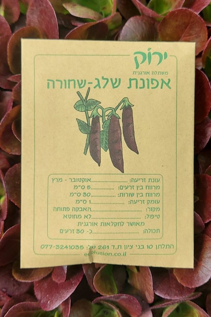 אפונת שלג שחורה