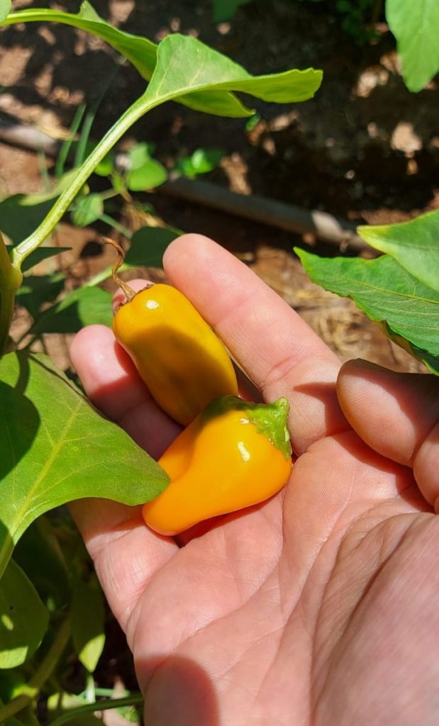 פלפל ביס צהוב2
