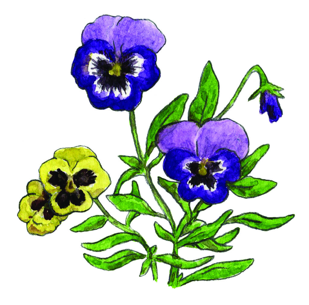 אמנון ותמר1